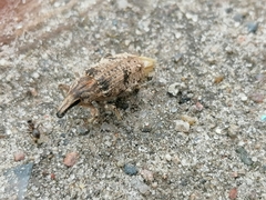 Asproparthenis punctiventris