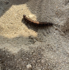 Brassolis sophorae
