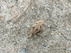 Asproparthenis punctiventris