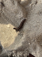 Brassolis sophorae