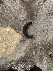Brassolis sophorae