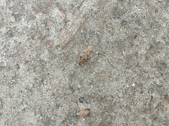 Asproparthenis punctiventris