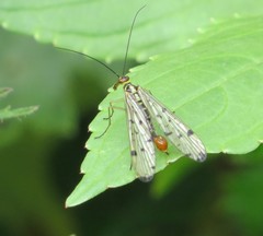 Panorpa germanica
