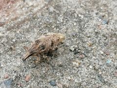 Asproparthenis punctiventris