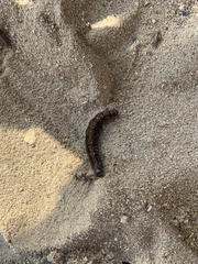 Brassolis sophorae