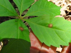 Phyllosticta parthenocissi
