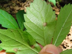 Phyllosticta parthenocissi