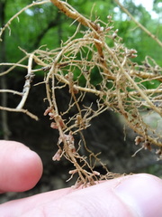 Rhizobiaceae