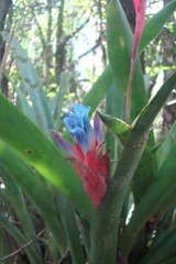 Quesnelia lateralis