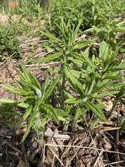 Veronicastrum virginicum