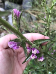 Sairocarpus multiflorus
