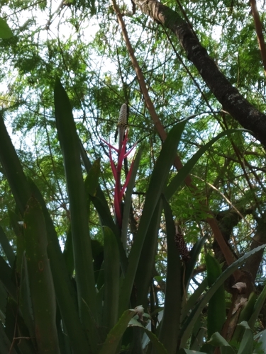 Aechmea bromeliifolia (Aechmea bromeliifolia)