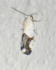 Ponometia cuta