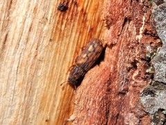 Bitoma insularis