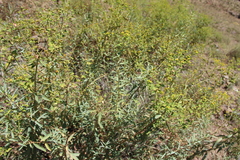 Euphorbia orientalis