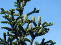 Abies numidica