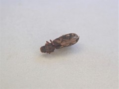 Bitoma insularis
