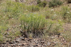 Euphorbia orientalis