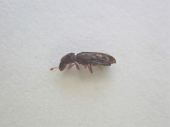 Bitoma insularis
