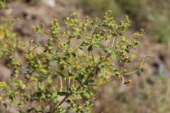 Euphorbia orientalis