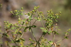 Euphorbia orientalis