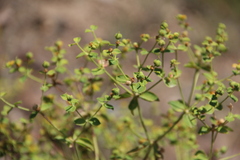 Euphorbia orientalis