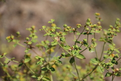 Euphorbia orientalis