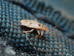 Thaumastocoris peregrinus