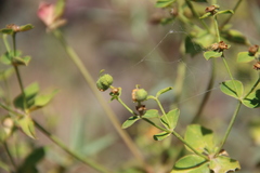 Euphorbia orientalis
