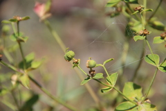 Euphorbia orientalis