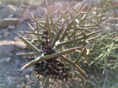Castela stewartii