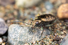 Opisthius richardsoni