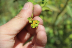 Euphorbia orientalis