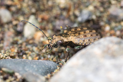 Opisthius richardsoni