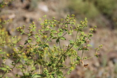 Euphorbia orientalis
