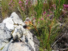 Serruria phylicoides