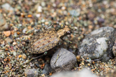 Opisthius richardsoni
