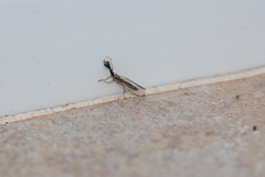 Xanthostigma corsica
