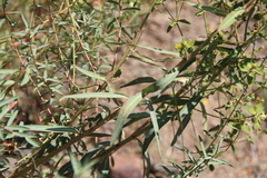 Euphorbia orientalis