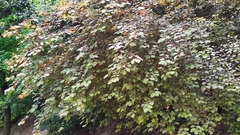 Prunus cerasifera