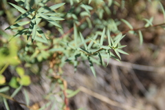 Euphorbia orientalis