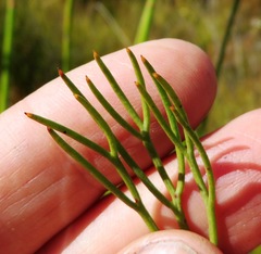 Serruria phylicoides