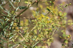 Euphorbia orientalis