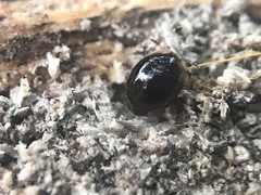 Holopsis marginicollis