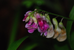 Lathyrus venetus