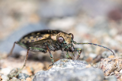 Opisthius richardsoni