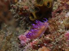 Coryphellina aurora