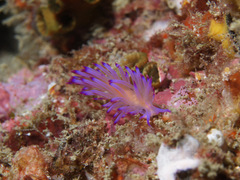 Coryphellina aurora