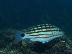 Lutjanus decussatus