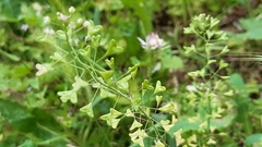 Capsella bursa-pastoris